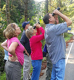 Thailand Birdwatching Tours
