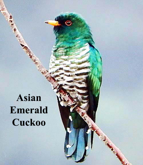 Asian Emerald Cuckoo