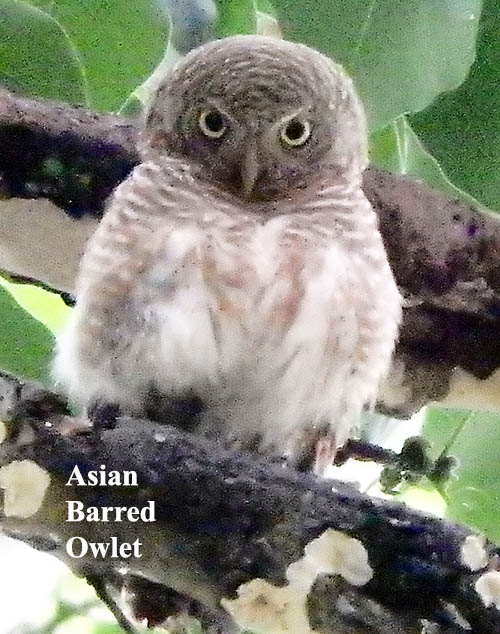 Asian Barred Owlet