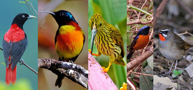 Thailand Birds