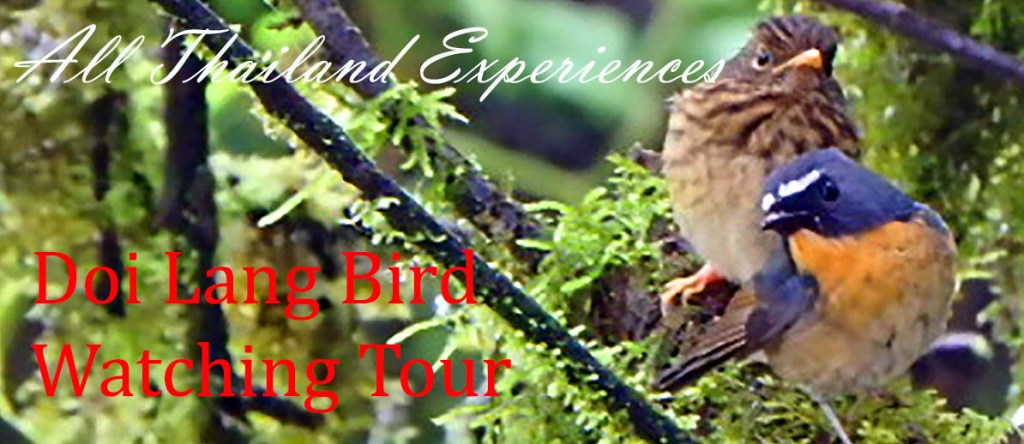 Birdwatching Doi Lang