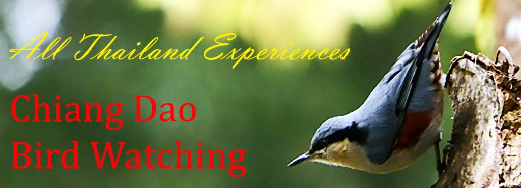 Chiang Dao Bird Watching Tour