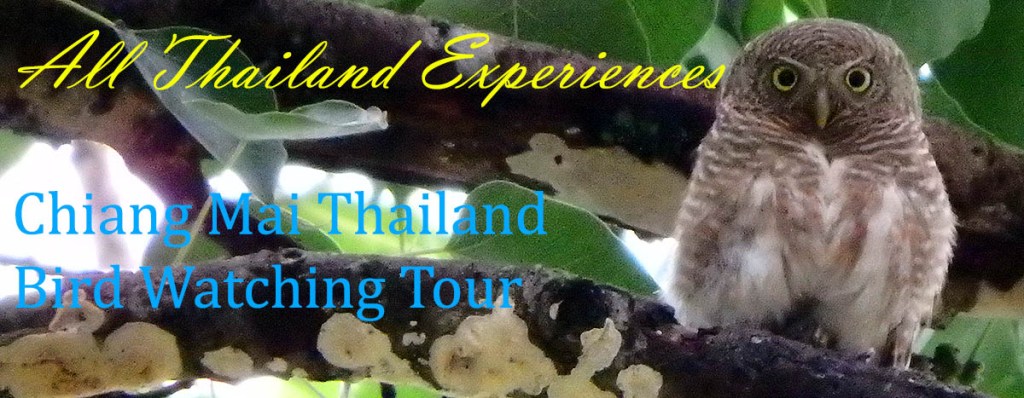 Chiang Mai Birdwatching Tour