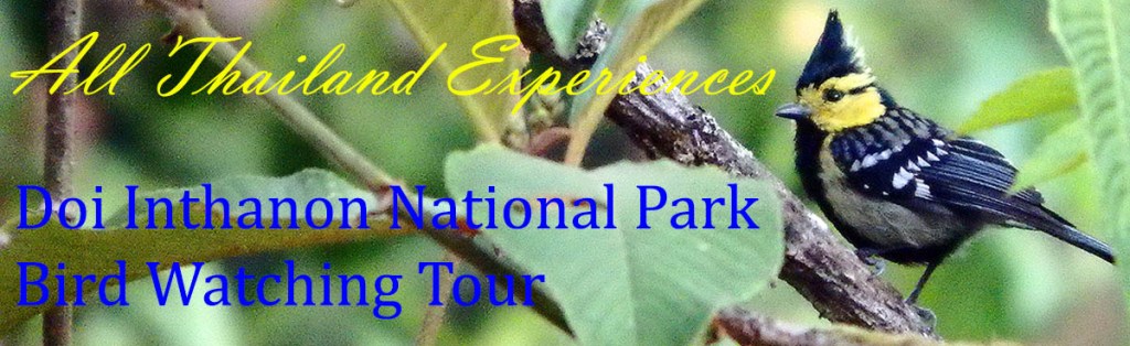 Doi Inthanon Birdwatching Tour