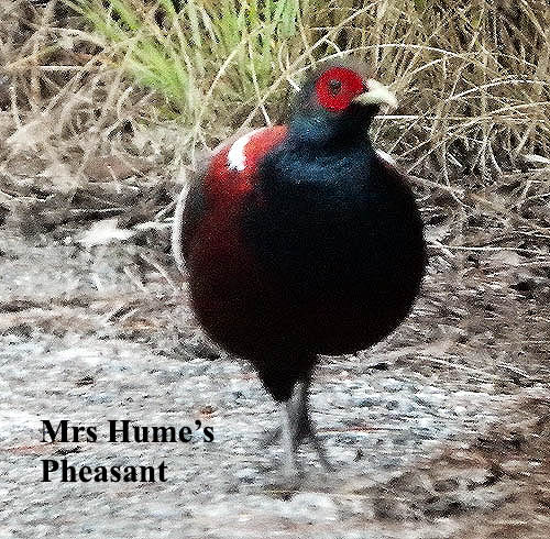 Mrs Hume's Pheasant