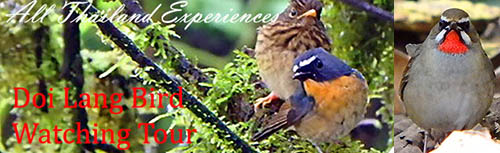 Doi Lang - San Ju  Birding Tour