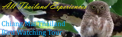Birdwatching Chiang Mai