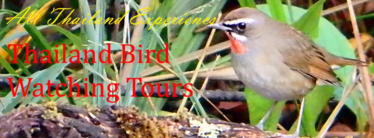 Thailand Birding Tours
